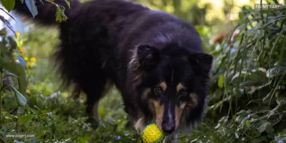 🎧 沉浸式观赛,让呐喊声穿透屏幕!
